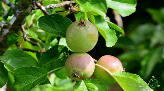 Malus Rosaceae – Strength Hidden in Fruits